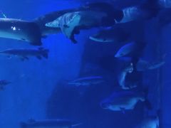 -多彩贵州城极地海洋世界