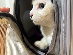 -宠爱国际动物医院·消化内科·心肾内科·ISFM猫友好(望京店)