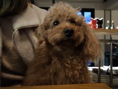 -萌喵咖啡屋(人民东路4号口M16商铺店)