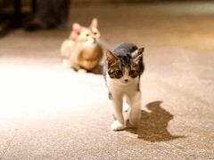 -more than meow吴止猫主题餐厅(承德 中船汇店)