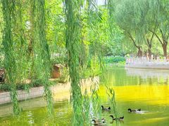 -莲花池公园