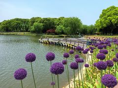 -上海鲜花港