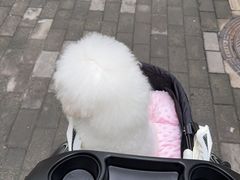 -伟伟宠物医院·CT影像中心·瑞派犬猫综合性门诊(汉口总院)