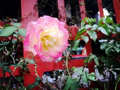 -采蝶轩(明珠商业广场店)