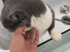 -爱洗澡的猫(望京店)