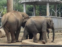 -石家庄市动物园