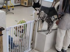 -共舞时光猫咖·狗咖(新街口店)
