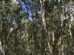 -乌兰布统景区-白桦林