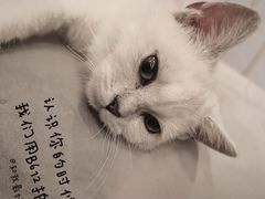 -BABIT巴比特宠物(MOMOPARK店)