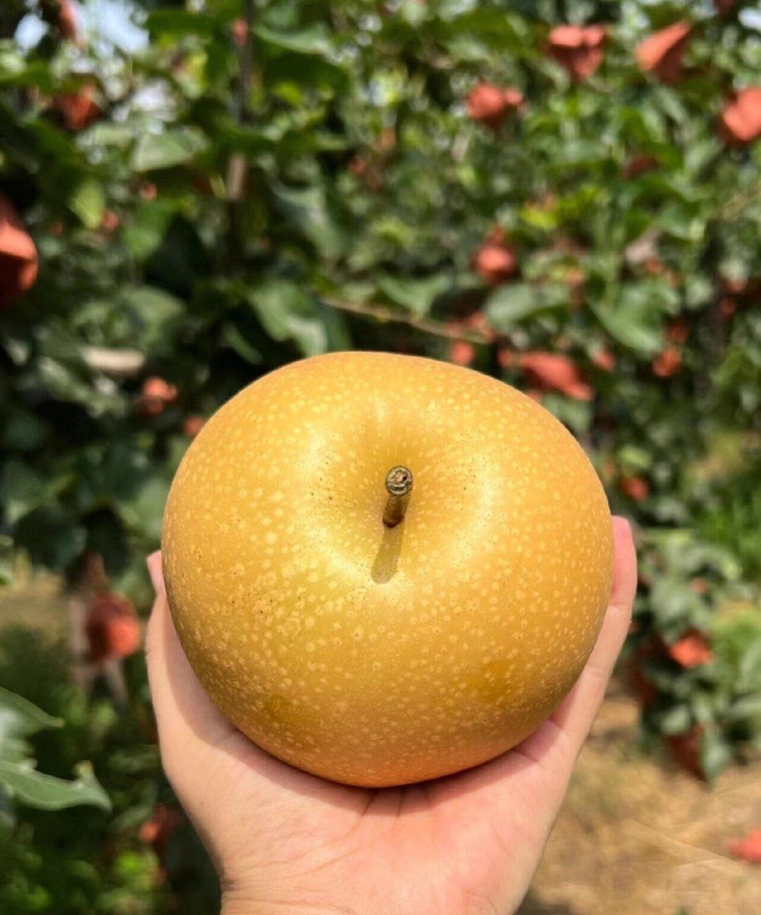 秋季必吃的水果秋月梨