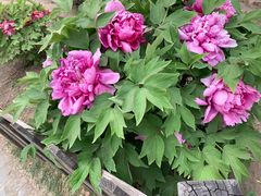 -莲花池公园