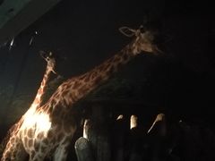 -清迈夜间动物园