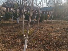 -绿岛公园(滨海新区)