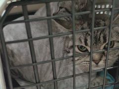 -乐琪宠物医院·犬猫专科·骨外科·急重症