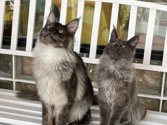 -十年猫舍·猫咪专门店(普陀店)
