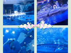 -上海海昌海洋公园