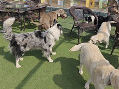 -宠乐会宠物乐园