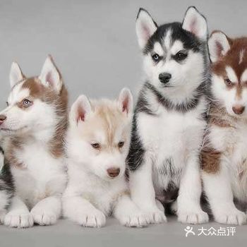 哈士奇的智商其实不低，世界犬类智商排名中排第45名