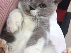 -lincat·猫舍(广州店)