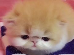 -东方名猫馆·英短金渐层布偶猫舍(环线广场1号楼店)