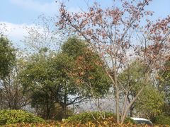 -羊山湖公园