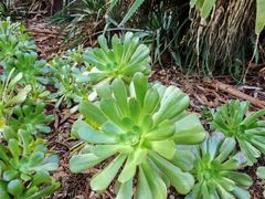 -墨尔本皇家植物园