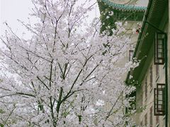 -武汉大学-樱园