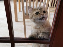 -猫大福·Fortune Cat猫舍(百子湾店)