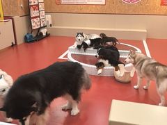 -和它·交个朋友·狗咖猫咖(爱琴海店)