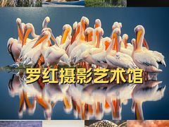 -罗红摄影艺术馆