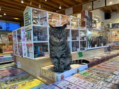 -猫的天空之城概念书店(丽江古城饮玉巷店)