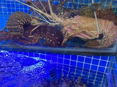 -驻海渔市(置信店)