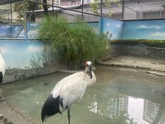 -成都动物园