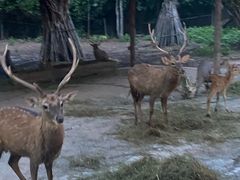 -清迈夜间动物园