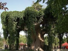 -石家庄市植物园