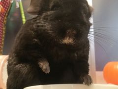 -老黄牛冷面店(冬青街店)