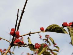 -北京西山国家森林公园