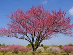 -花开海上生态园