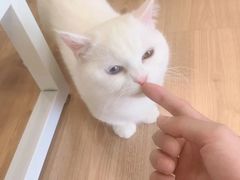 -MOYOYO猫咪咖啡店