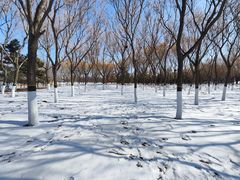 -大兴滨河森林公园