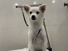 -悠尼宠物·独立低压伊珊娜洗护·美容·寄养(兰谷路店)