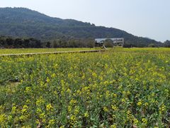 -艾米稻香小镇