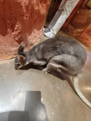 -Zoolung Zoolung动物主题公园(海信广场店)