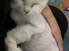 -中农大我爱我爱24h动物医院·中医针灸·猫专科·骨科医疗中心(双井店)