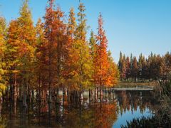 -白鹭湾湿地公园