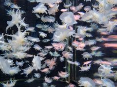 -太平洋海底世界