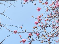 -重庆彩云湖湿地公园