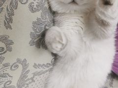 -猫大福·Fortune Cat猫舍(百子湾店)