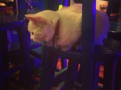 iphone_upload_pic-Sirena海妖日咖夜酒