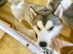 -Husky Go! 哈士奇体验馆·宠物咖啡厅狗咖